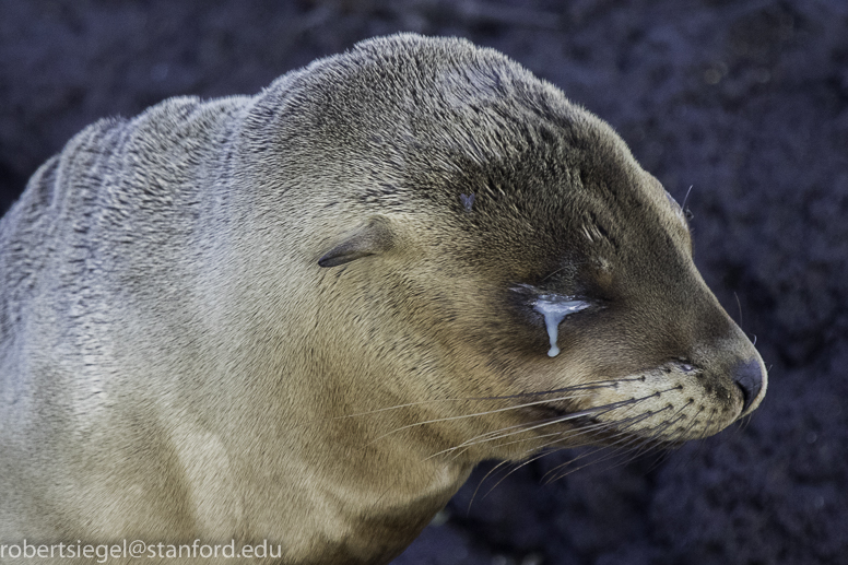 galapagos